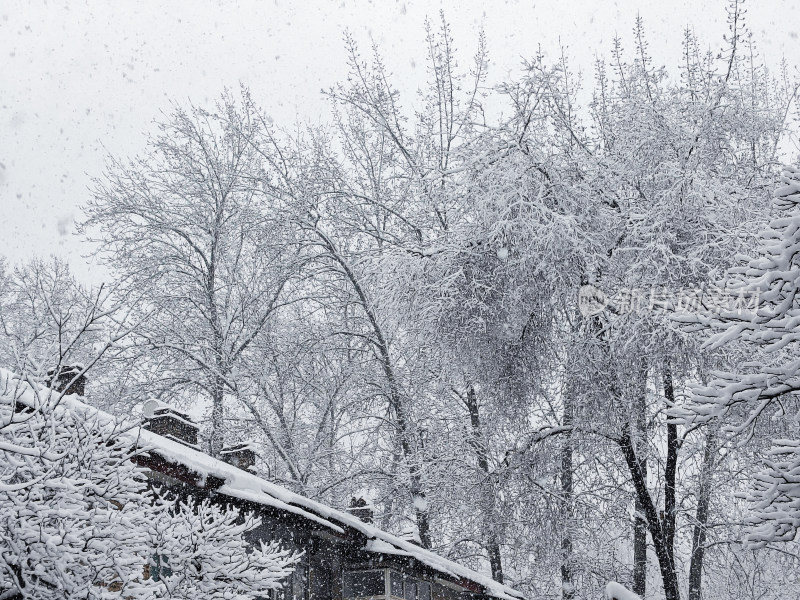 暴雪天银装素裹的树