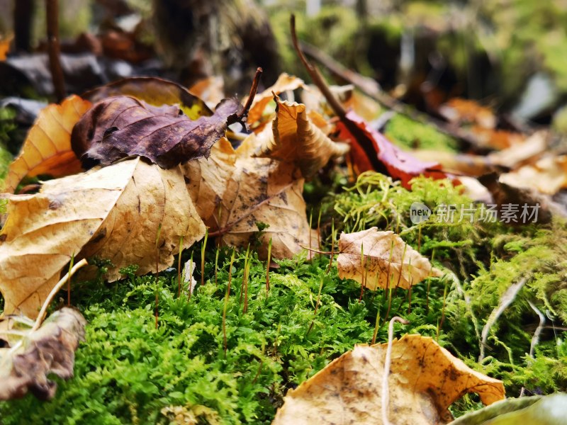 地面苔藓与落叶特写