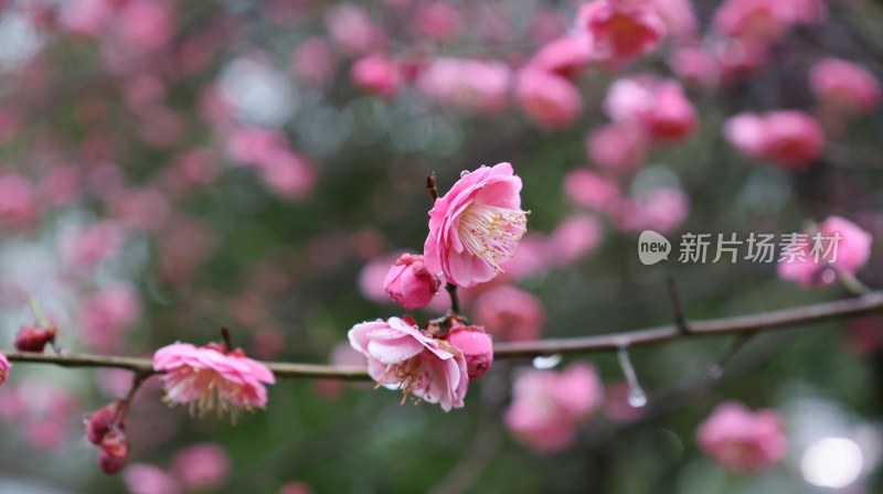 粉色梅花绽放枝头的特写画面