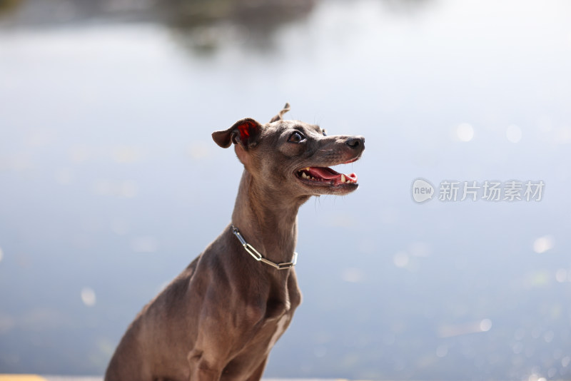 坐在湖边的意大利小灵缇犬