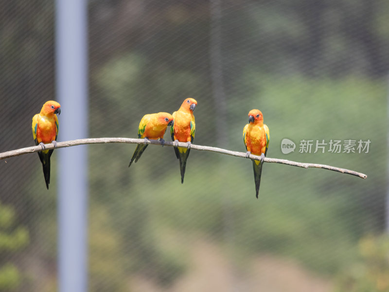 四只鹦鹉站在树枝上