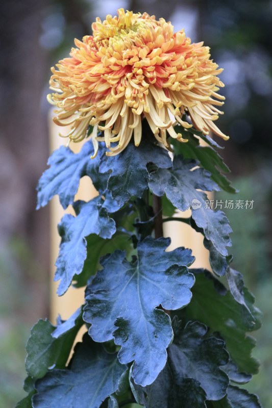 粉红色菊花 橙色菊花 