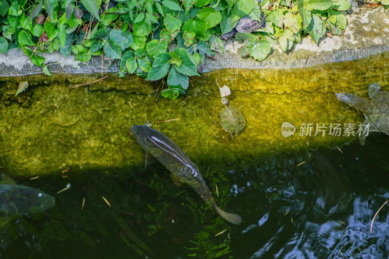 河边的鲤鱼乌龟在水中游动