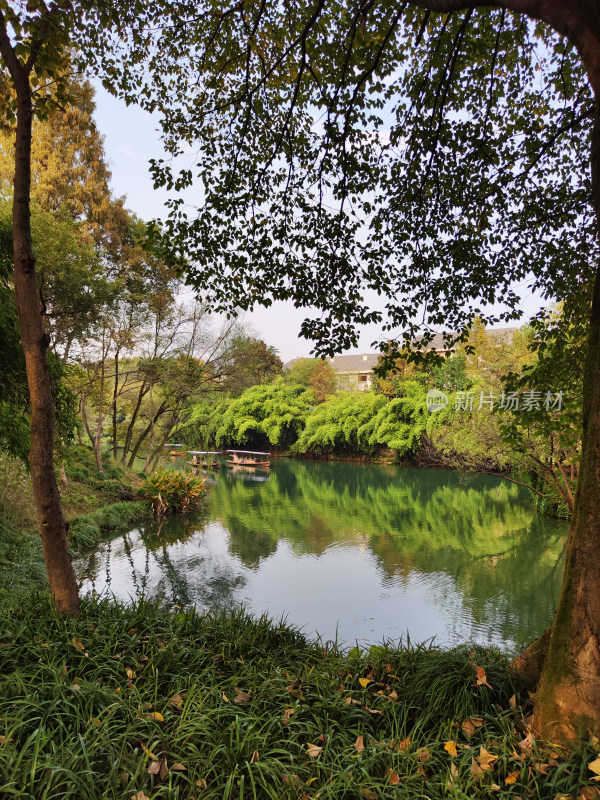 浴鹄湾上船只与周边绿植风景