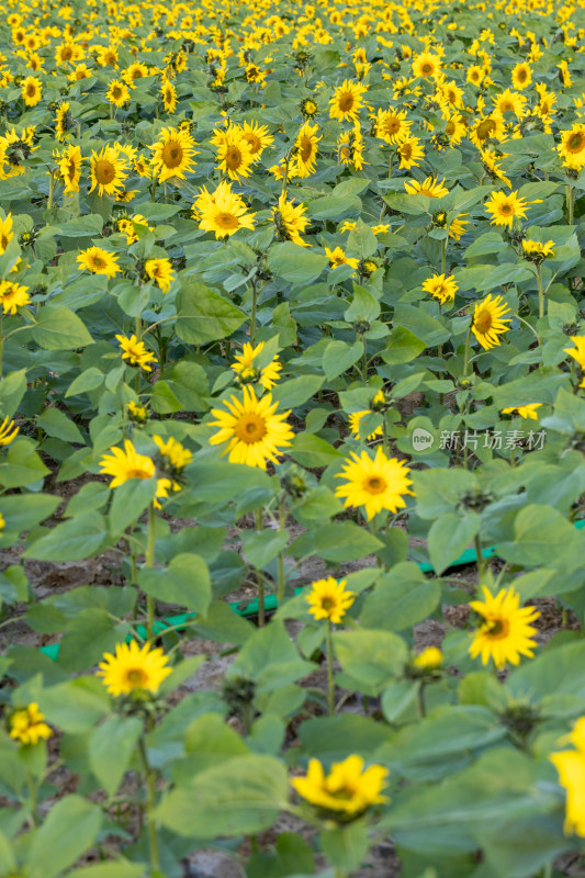 向日葵 花海 田野 葵花节