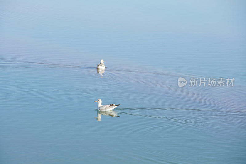 湖泊里聚集的鸟