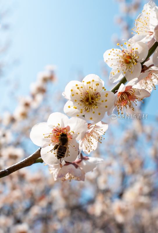 梅花与蜜蜂特写