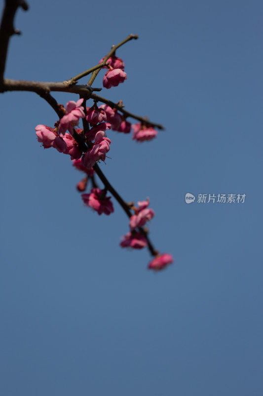 杭州花港观鱼枝头绽放的梅花特写