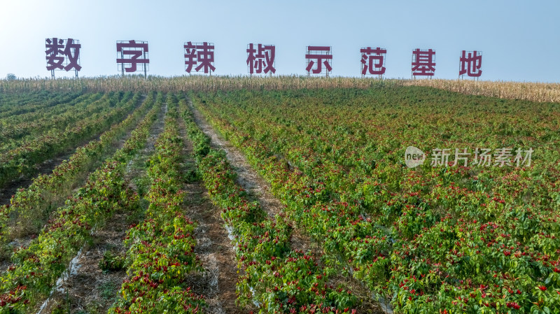 辣椒种植现代农业