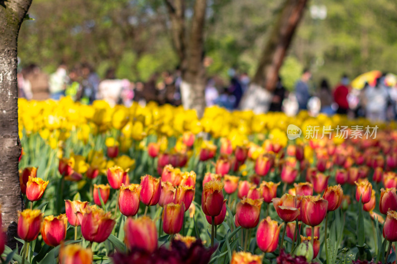 杭州太子湾多彩郁金香花海景观