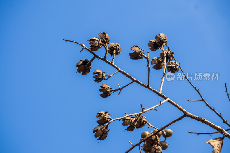 冬季成熟后的大花紫薇果实