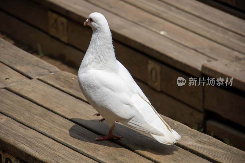 公园木质长椅上的白鸽