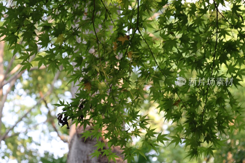 茂密绿树枝叶特写