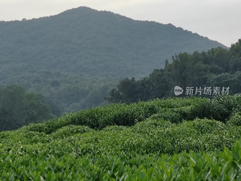 山林间的茂盛茶田景象