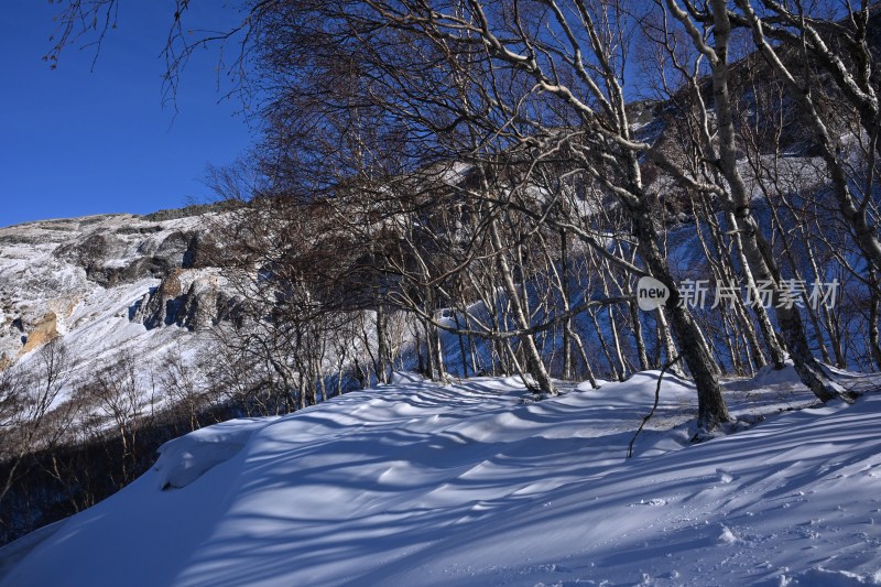 雪后山林树木积雪覆盖的冬日景象