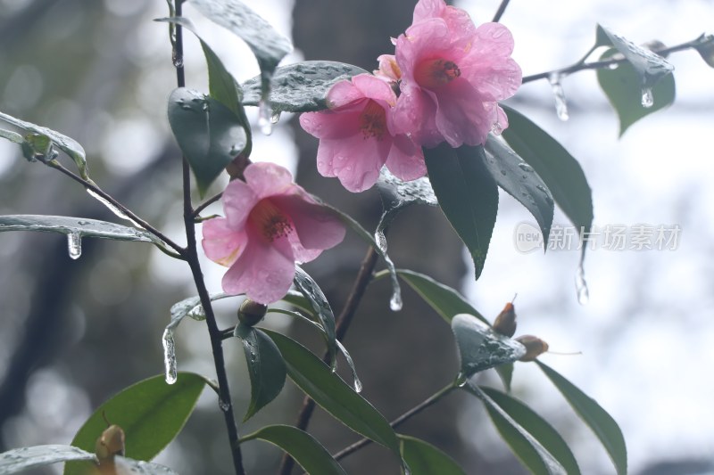 野外冰棱花