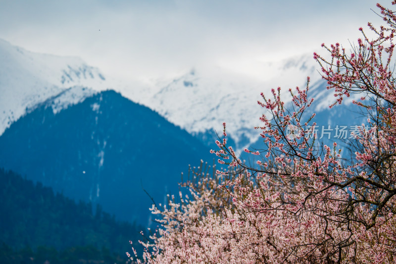 西藏林芝桃花风景雪山