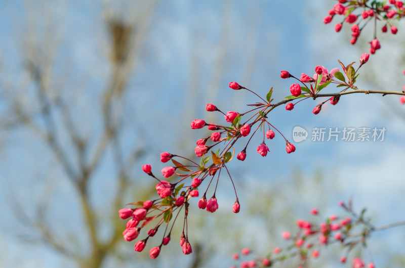 一枝海棠花花骨朵