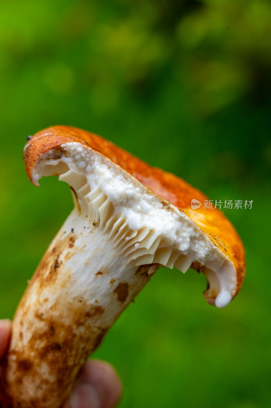 云南野生菌奶浆菌图集14