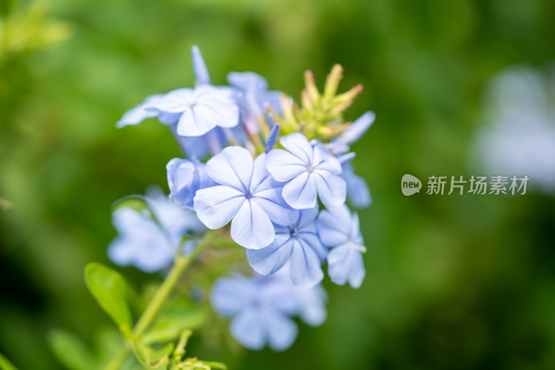 春天的蓝雪花特写