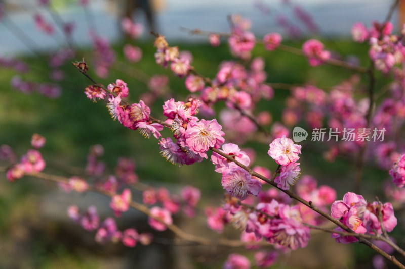 杭州曲院风荷盛开的粉色梅花特写