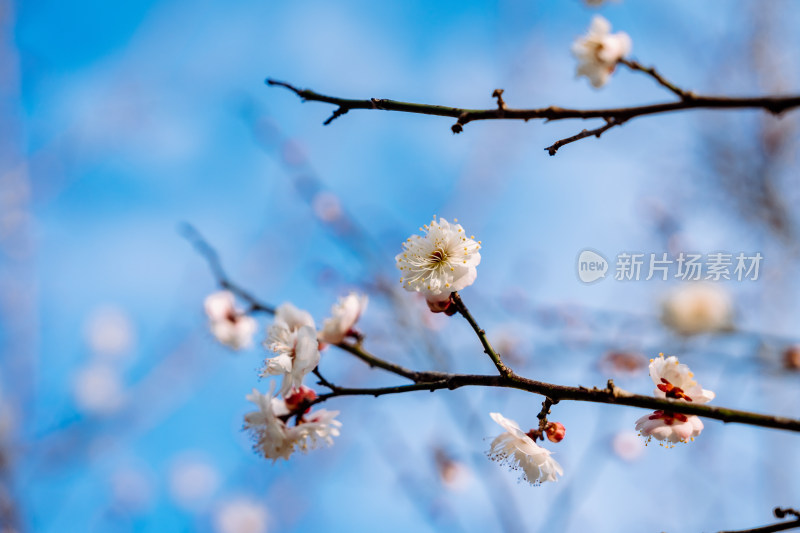 西溪湿地盛开的梅花