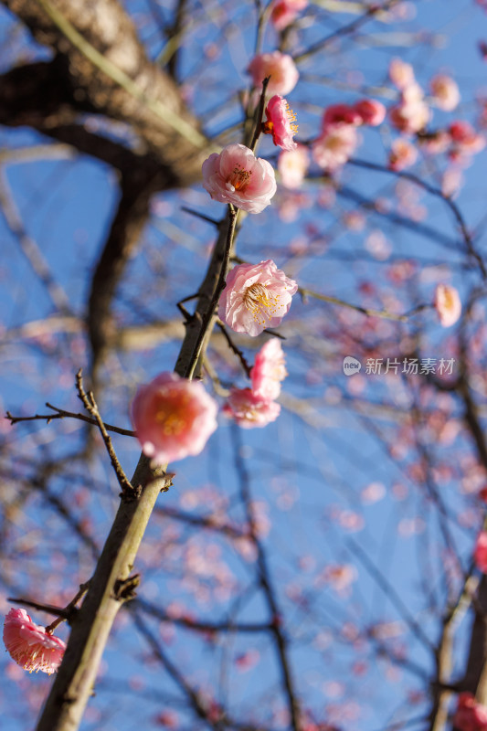 蓝天下绽放的美丽梅花树枝