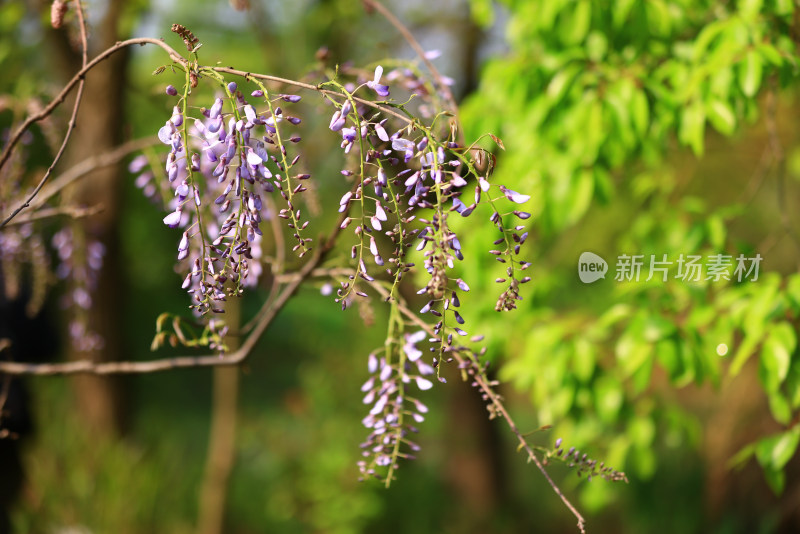 春天盛开的紫藤花