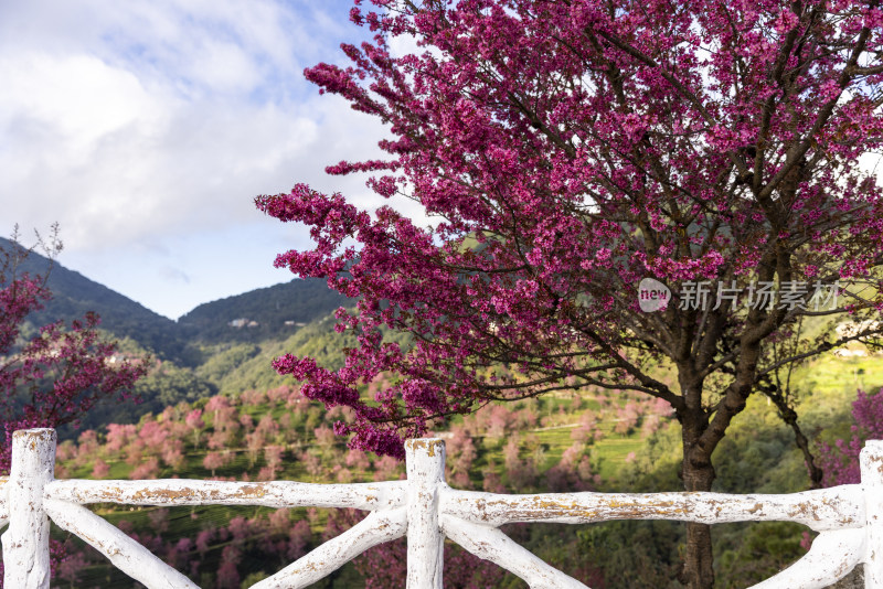 大理无量山樱花谷