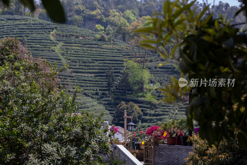 杭州杨梅岭绿意盎然的梯田式茶园