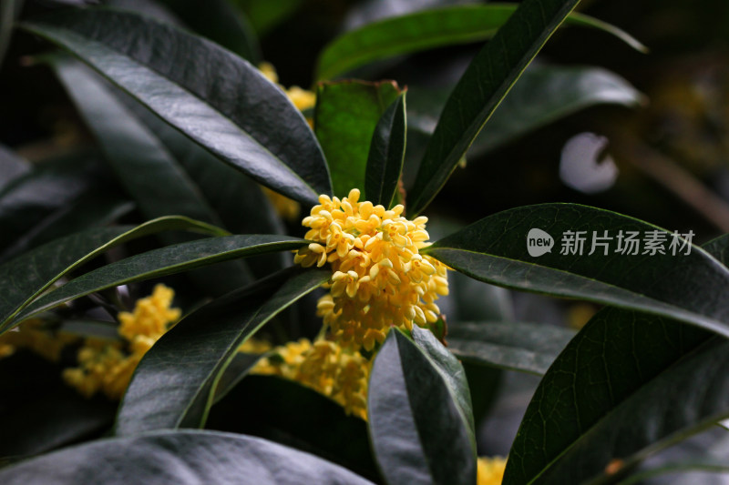 成都秋天桂花盛开的树枝背景素材