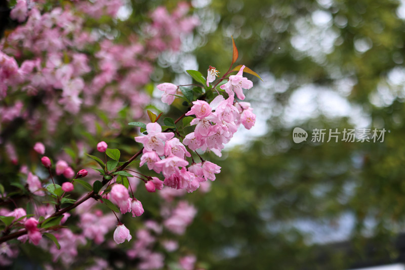 海棠花 垂丝海棠 春天