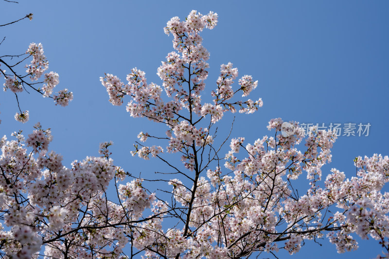 武汉东湖樱花园白色樱花盛开