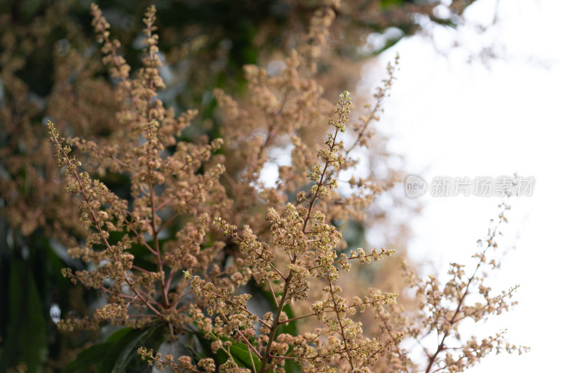 春天芒果花