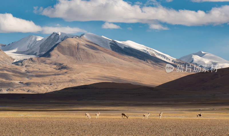 西藏阿里地区雪山下草原上的藏原羚