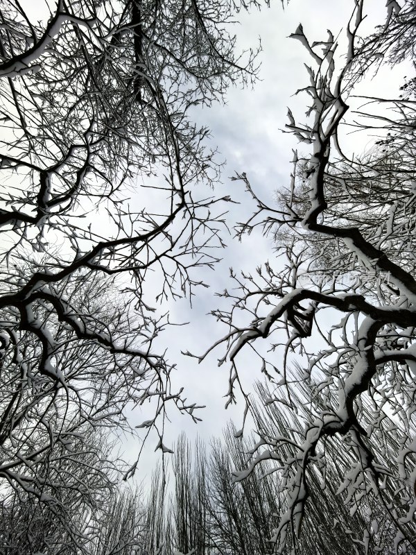 仰拍视角下的积雪树木景象