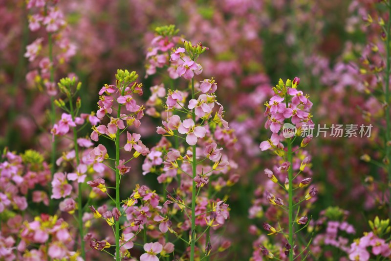 汉中皇塘的油菜花