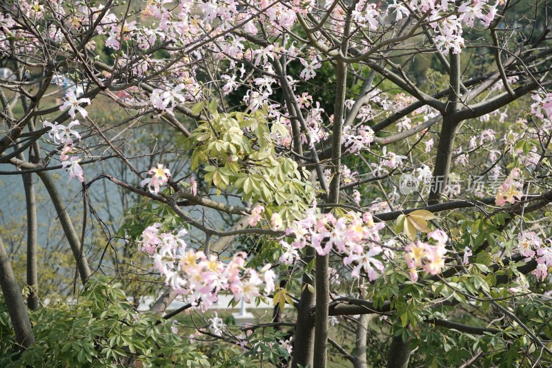 盛开的异木棉花与湖景