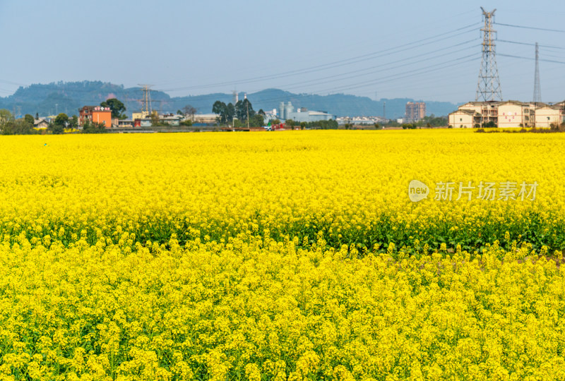 桃花樱花油菜花