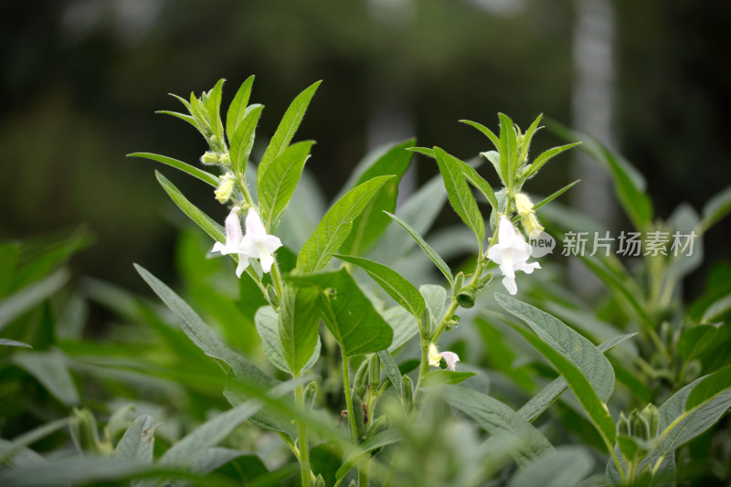 开着花的芝麻