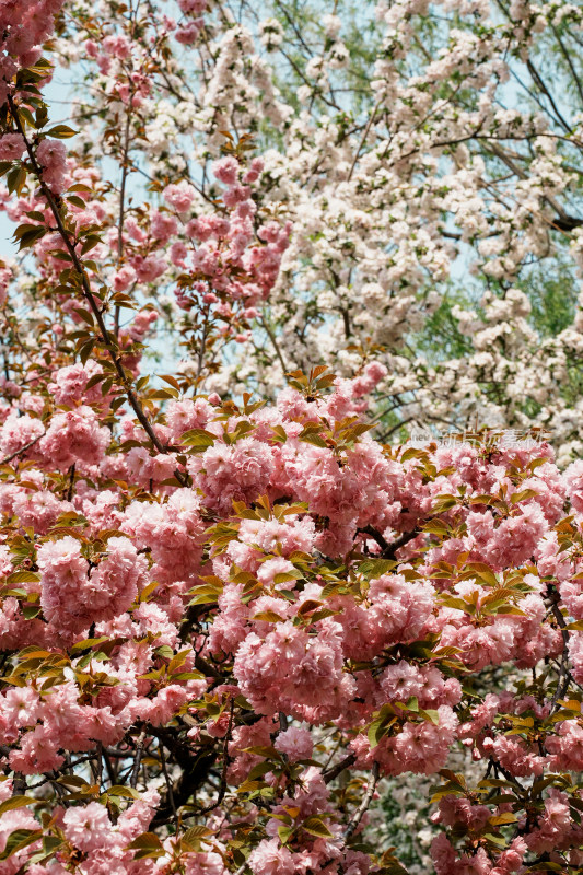 北京莲花池公园樱花