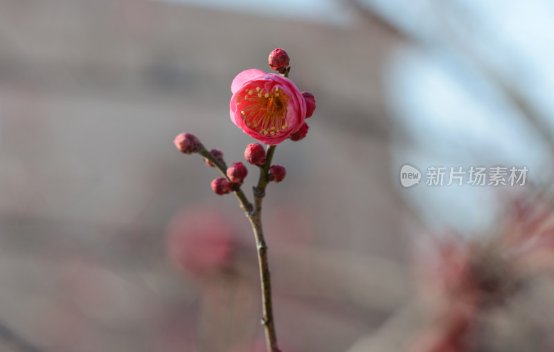 红色梅花蓝天