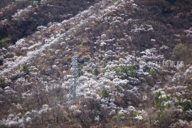 中国北方山区漫山遍野山桃花