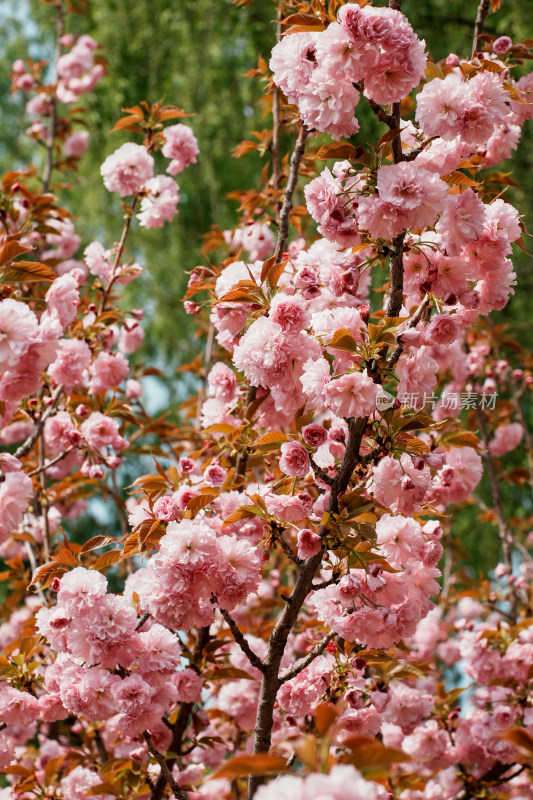 北京莲花池公园樱花