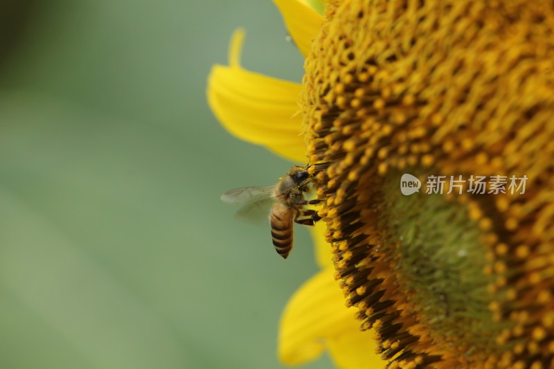 大片向日葵花田绿叶黄花生机勃勃