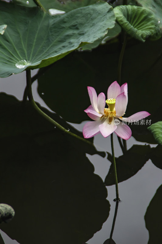 夏末荷花