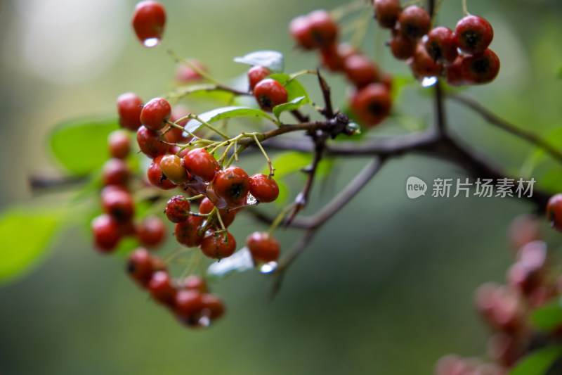 雨后红色火棘果盆栽植物特写