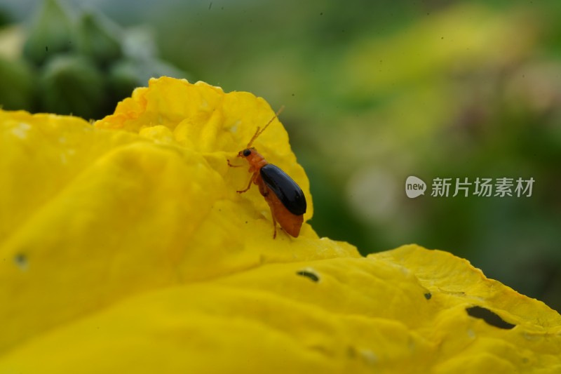 在草丛里觅食的甲虫