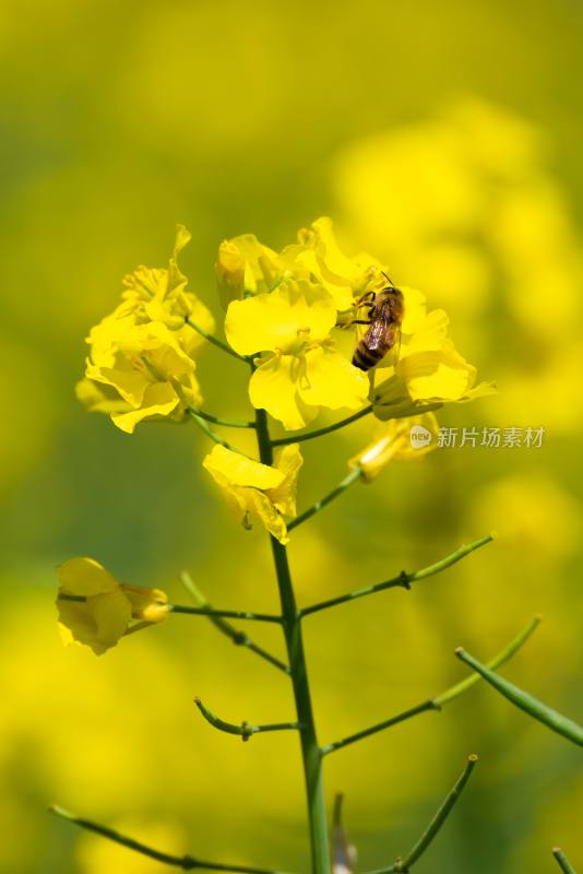 蜜蜂与油菜花