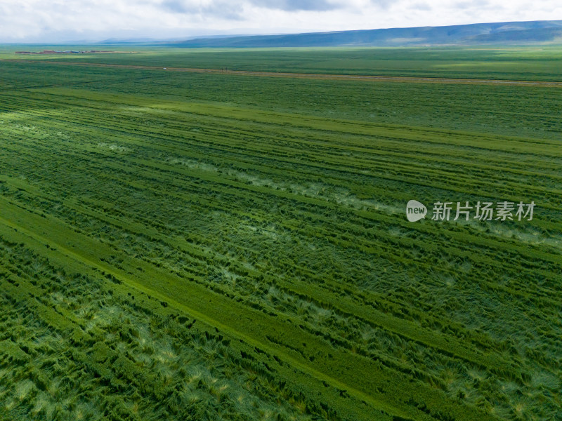 绿色草原蓝天白云航拍图